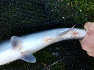Red Skin Disease in wild Atlantic salmon - The Atlantic Salmon Trust