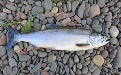 pink salmon spawning