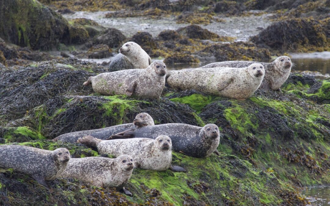 Seal Deterrents