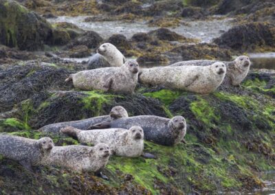 Seal Deterrents