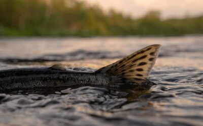 New Marine Directorate paper gives new insights in farm-to-wild genetic introgression in Scotland’s wild Atlantic salmon populations