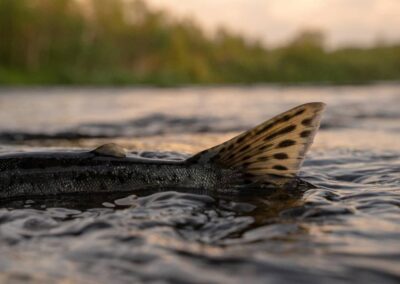 New Marine Directorate paper gives new insights in farm-to-wild genetic introgression in Scotland’s wild Atlantic salmon populations