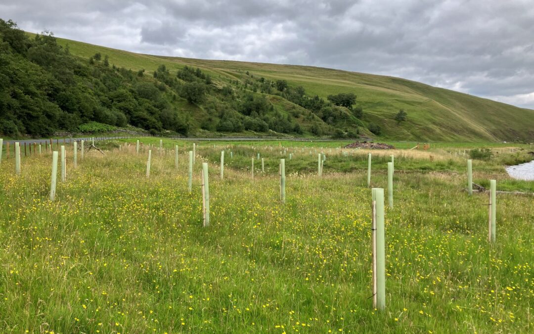 Cairngorms glen rivers to be safeguarded by 20,000 new trees
