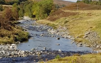 Chalk-stream salmon could become an official sub-species