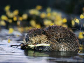 River Tweed fishing authority welcomes council’s decision on beaver reintroduction