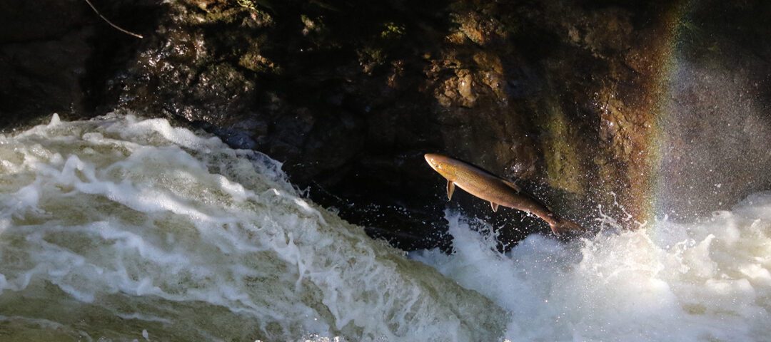 Cocaine pollution gives salmon wanderlust