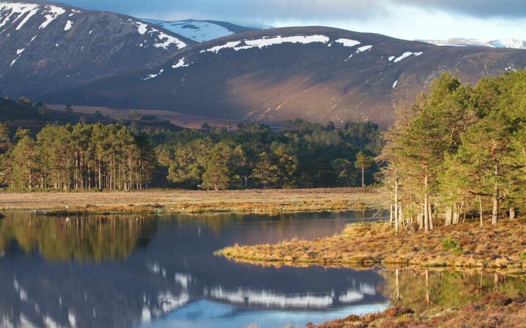 Previously forested peatland restoration a ‘success’ for river flow and fish in south of Scotland