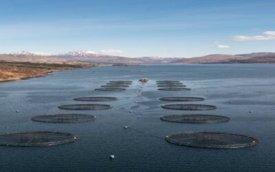Statement from Fisheries Management Scotland on the DPEA’s decision regarding appeals against SEPA’s sea lice framework variations