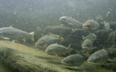 River Doon DSFB – Notice of next Board meeting