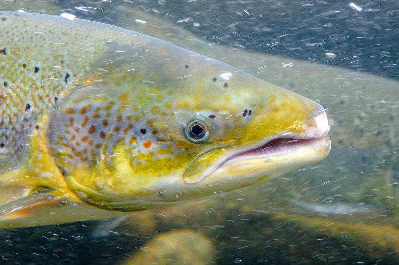 NASCO Falls Short of Delivering the Urgent and Transformative Action Needed to Conserve Wild Atlantic Salmon