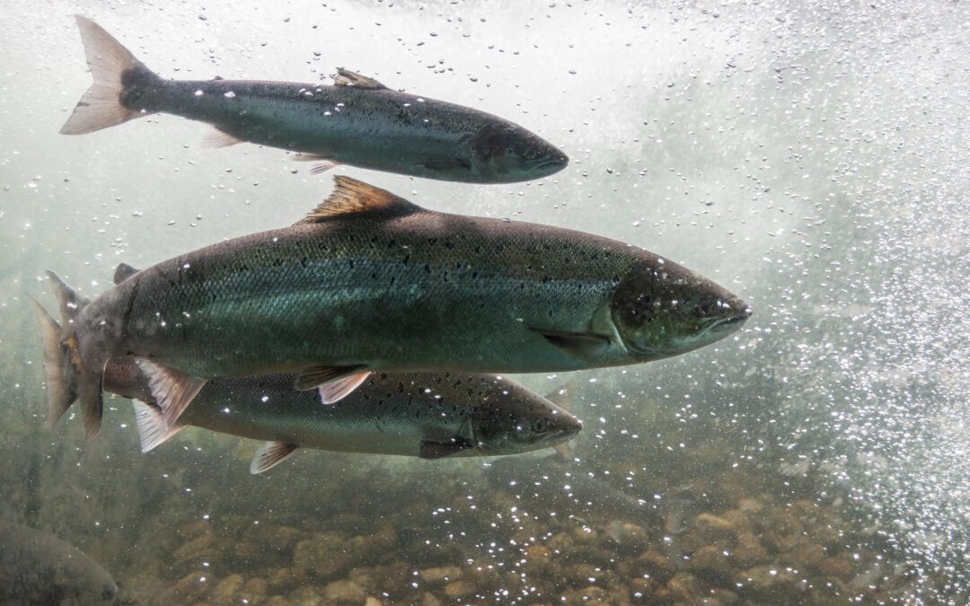 Scottish Salmon and Sea Trout Fishery Statistics updated for 2025 Season