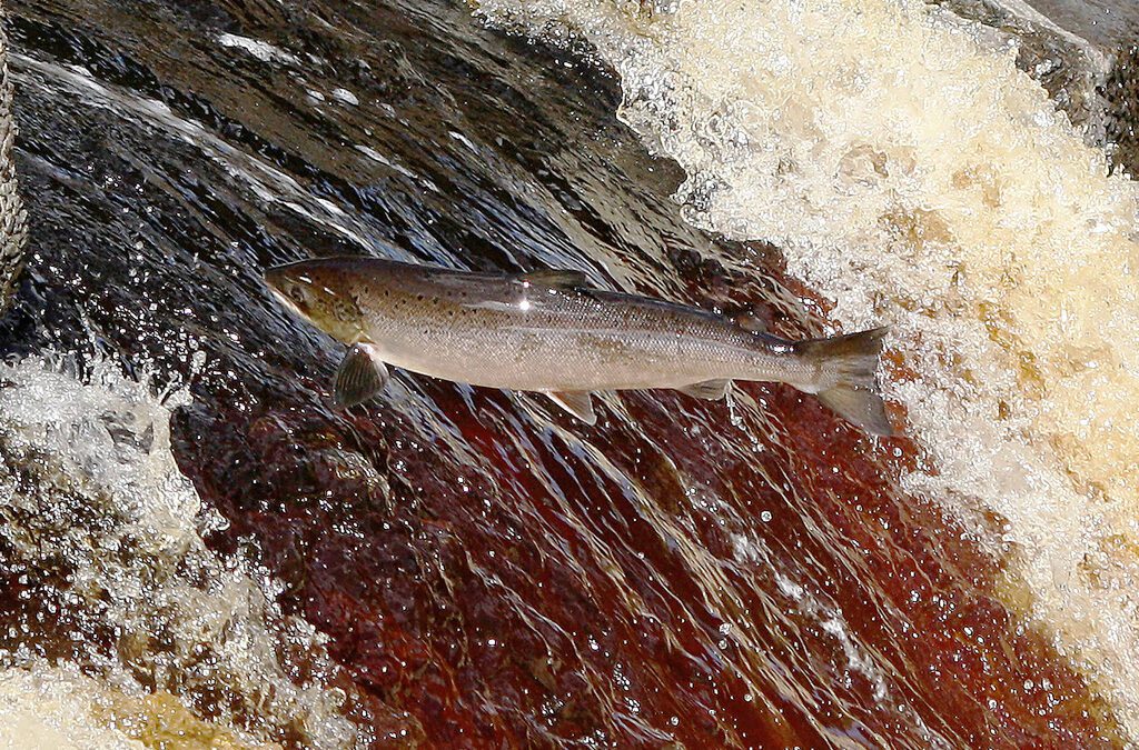 Concerns for Atlantic salmon due to water extraction from River Spey